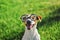 Portrait of dog in round reading glasses. Funny dog face on green grass