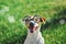 Portrait of dog in round reading glasses. Funny dog face on green grass background