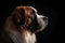 Portrait Of Dog Saint Bernard In Profile On Black Matte Background. Generative AI