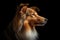 Portrait Of Dog Shetland Sheepdog In Profile On Black Matte Background. Generative AI