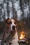 Portrait of a dog sitting by the campfire in the dusk, low key image.