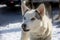 Portrait of a dog from the sled dog team with eyes of different colors.