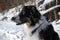 Portrait of a Dog in Snow