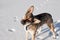 Portrait of dog on snow background. Adult big dog stands on snowy road and looking at owner, traces of dog paws in snow