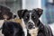 Portrait of a dog in snow flakes. Black and white metise with blue-colored eyes from the team of sled dogs.