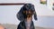 Portrait of dog tiny hungry dachshund puppy pitiful look looks up begging help