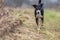 portrait of dog on a walk, appenzeller sennenhund