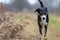 portrait of dog on a walk, appenzeller sennenhund