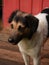 Portrait of a dog on a wooden terrace in the amazon rainforest of Leticia, Colombia