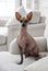 Portrait of the dog xoloitzcuintli sitting on the sofa