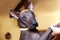 The portrait of a dog of Xolotizcuintle breed, or mexican hairless one. Standard size, front view, close up head with beautiful, c