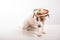 Portrait of doggy jack russell terrier dressed in sunglasses and sombrero on a white background