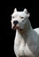 Portrait of dogo argentino on black background