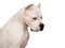 Portrait of the Dogo Argentino isolated on white background