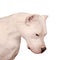 Portrait of the Dogo Argentino isolated on white background