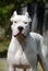 Portrait of dogo argentino in summer