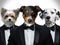 Portrait of Dogs in a business suit