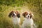 Portrait of dogs kooikerhondje.