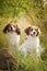 Portrait of dogs kooikerhondje