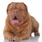 Portrait of Dogue de Bordeaux