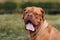 Portrait Dogue de Bordeaux. French Mastiff pet