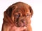 A portrait of Dogue De Bordeaux puppy