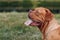 Portrait Dogue de Bordeaux. Purebred French Mastiff dog.