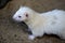 Portrait of domestic beige male ferret