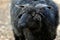 Portrait of domestic black Racka Wallachian Sheep with unusual spiral-shaped horns