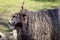 Portrait of domestic black Racka Wallachian Sheep with unusual spiral-shaped horns