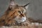 Portrait of a domestic black tabby cat Maine Coon. Close-up Studio photo of a tabby kitten