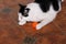 Portrait of domestic black and white cat playing and enjoys with his favorite toy, orange ball for cats at living room of house.