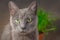 Portrait of domestic Blue Russian female cat with turquoise opaque eyes and green cat grass in a pot