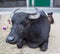 Portrait of domestic buffalo in Nepal