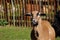 Portrait of domestic cameroon sheep on the farmfield