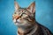 Portrait of Domestic Cat with Blue Background and Anticipating Look