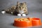 Portrait of a domestic cat looking at the bowl with meal