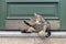 Portrait of domestic cat on stairs in front of the house door. A cat `washes` by licking its hair.