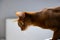 Portrait of a domestic cat. Young brown-red Abyssinian cat. Photo from the side