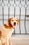 Portrait of a domestic dog sitting at the balcony