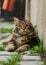 Portrait of domestic fluffy kitten maine coon cat lies on street, close-up