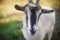 Portrait of a domestic goat, face close-up. Grazing farm animals in nature