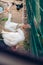 Portrait of Domestic goose, in profile on blurred background in a zoo. White goose being fed by people.