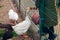 Portrait of Domestic goose, in profile on blurred background in a zoo. White goose being fed by people.