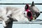 Portrait of domestic gray purebred feline cat getting up from sunbathing with glasses in spring. Cute kitten with whiskers on his