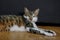 Portrait of domestic happy male cat at smooth background, extreme closeup