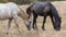 Portrait of domestic horses in a meadow