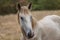 Portrait of domestic horses in a meadow