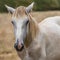 Portrait of domestic horses in a meadow