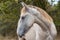 Portrait of domestic horses in a meadow